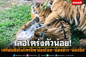 สวนสัตว์บึงฉวากเตรียมฝังไมโครชิพ\'ลูกเสือโคร่ง\'น้องโขง-น้องข้าว-น้องขิง