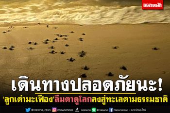 ลูกเต่ามะเฟืองลืมตาดูโลก สมบูรณ์​แข็งแรง ปล่อยลงทะเลตามธรรมชาติ
