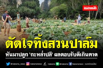 ตัดใจทิ้งสวนปาล์ม10ไร่ หันมาปลูก \'กะหล่ำปลี\' ผลตอบรับดีเกินคาด