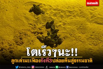 ลืมตาดูโลก! ลูก​เต่า​มะเฟือง​รังที่สาม​ ปล่อยคืนสู่​ธรรมชาติ​