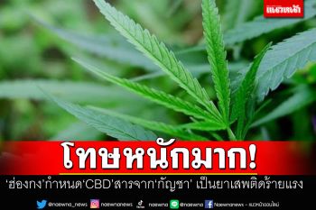 ‘ฮ่องกง’กำหนด‘CBD’สารจาก‘กัญชา’ เป็นยาเสพติดร้ายแรง-ติดคุก7ปีปรับ4ล้าน