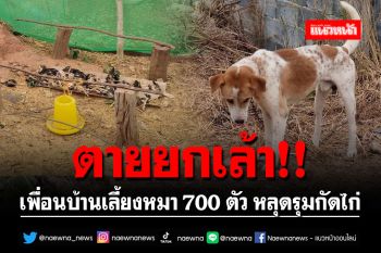 ตายยกเล้า!! เพื่อนบ้านเลี้ยงหมา 700 ตัว หลุดออกจากกรงรุมกัดไก่