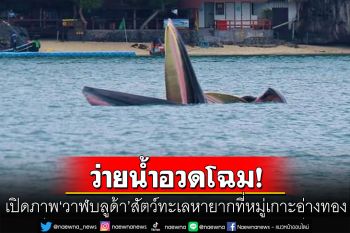 เปิดภาพ\'วาฬบลูด้า\' สัตว์ทะเลหายาก ว่ายน้ำอวดโฉมที่หมู่เกาะอ่างทอง