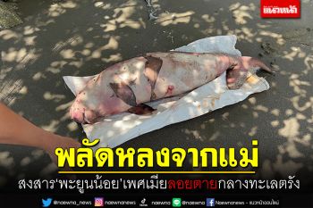 พบซาก\'พะยูนน้อย\'เพศเมีย ลอยตายกลางทะเลตรัง คาดพลัดหลงจากแม่