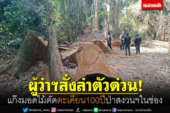 ผู้ว่าฯกระบี่สั่งล่าตัว! แก๊งมอดไม้ตัดตะเคียนอายุ100ปี ในป่าสงวนฯในช่อง