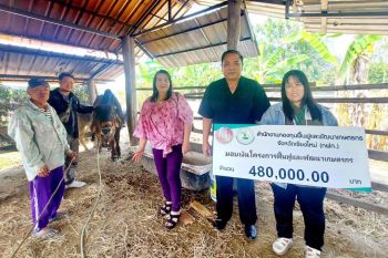 กฟก.เชียงใหม่มอบวัวให้เกษตรกรเลี้ยงสร้างรายได้