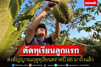 ผู้ว่าฯตราดขึ้นตัดทุเรียนลูกแรกส่งสัญญาณฤดูกาลเก็บเกี่ยวผลทุเรียนปี 66 มาถึงแล้ว