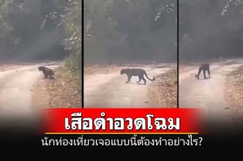ฮือฮา! นักท่องเที่ยวถ่ายภาพเสือดำกลางป่า-อุทยานฯแก่งกระจานออกคู่มือแนะข้อปฏิบัติ