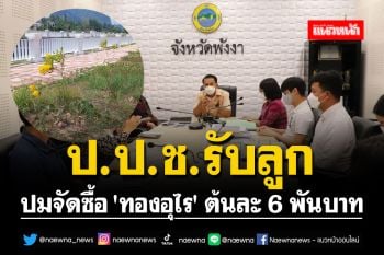ป.ป.ช.พังงา รับลูกปมจัดซื้อ \'ทองอุไร\' ต้นละ 6 พันบาท ขอเอกสารตรวจสอบ