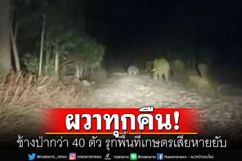 ผวา! ช้างป่ากว่า 40 ตัวบุกหมู่บ้านภูกระดึง กัดกินพืชไร่-ทำลายข้าวของเสียหายยับ