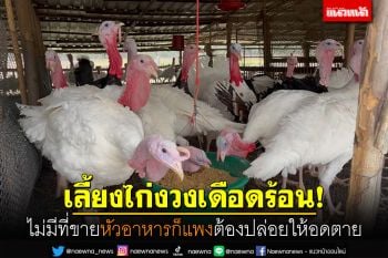 ผู้เลี้ยงไก่งวงเดือดร้อน! ไม่มีที่ขายหัวอาหารก็แพง จนต้องปล่อยให้ไก่อดตาย
