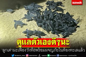 ลูก​เต่า​มะเฟือง​ รัง​ที่​ 8​สุดท้ายของฤดูกาล​ ลืมตา​ดู​โลกพร้อมผจญภัยในทะเลแล้ว