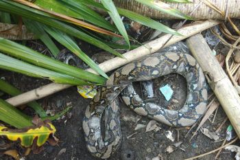 งูเหลือมเกือบ 3 เมตร บุกกินไก่นอนพุงกางให้กู้ภัยจับโดยง่าย