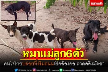คนใจร้าย! ปล่อยหมาแม่ลูก6ตัว โซ่คล้องคอ-ลวดสลิงมัดขาเกือบขาด