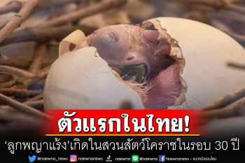 ตัวแรกในไทย! \'ลูกพญาแร้ง\'เกิดในสวนสัตว์โคราชในรอบ 30 ปี