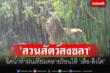 \'สวนสัตว์สงขลา\' ฉีดน้ำทำฝนเทียมคลายร้อนให้ \'เสือ-สิงโต\'