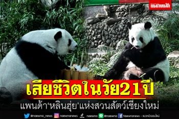น่าเศร้า! แพนด้า\'หลินฮุ่ย\'แห่งสวนสัตว์เชียงใหม่ เสียชีวิตแล้วในวัย21ปี