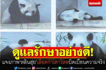 ดูแลรักษาอย่างดี! สวนสัตว์เชียงใหม่แจงภาพ\'หลินฮุ่ย\'เลือดกำเดาไหล บิดเบือนความจริง
