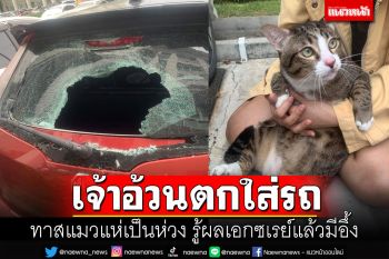 แทบจะช็อค! กระจกรถแตก ที่แท้น้องแมวร่วงจากชั้น6 หนัก8.5โล