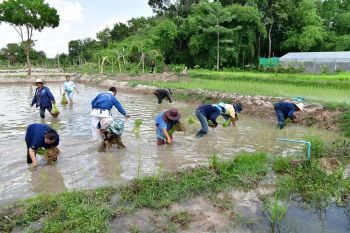 ‘วิศิษฐ์’ ตรวจเยี่ยมสมาชิกสหกรณ์ฯ รวมตัวทำนาแบบประณีต สร้างความพอเพียงในพื้นที่ คทช.