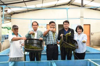 รายงานพิเศษ : จ.ตรัง เพาะเลี้ยงสาหร่ายพวงองุ่นอินทรีย์  สร้างอาชีพทางเลือกชุมชนชายฝั่ง