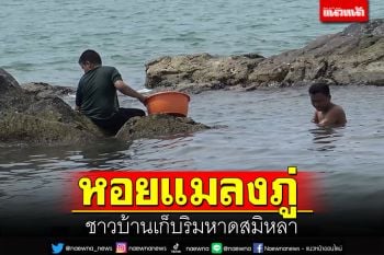 ปีนี้มีน้อย! \'หอยแมลงภู่\'ชายหาดสมิหลา ยังเล็กเก็บไม่ได้ ต้องรอโตตัวใหญ่