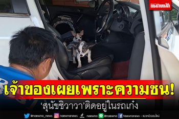 เจ้าของเผยเพราะความซน! ช่วยสุนัขชิวาวา 2 ตัว ติดอยู่ในรถเก๋ง
