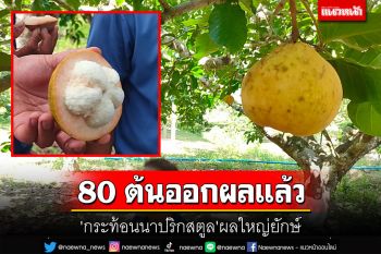 ออกแล้ว! \'กระท้อนนาปริกสตูล\' ผลใหญ่ยักษ์ 80 ตันผลไม้อัตลักษณ์พื้นถิ่นสตูล