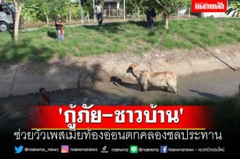 \'กู้ภัย-ชาวบ้าน\'ช่วยวัวเพสเมียท้องอ่อนตกคลองชลประทาน