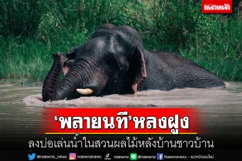 ช้างป่า\'พลายนที\'หลงฝูงเดินหากินผลไม้ลงเล่นน้ำในบ่อสวนชาวบ้านใกล้แหล่งชุมชนศรีนาวา