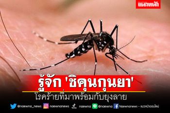 รู้จัก \'ชิคุนกุนยา\' โรคร้ายที่มาพร้อมกับยุงลาย