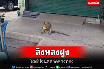 พบเจ้าจ๋อโผล่ป่วนตลาดอ่างทอง แม่ค้าคาดหลงติดมากับรถส่งของแล้วไม่ยอมกลับ