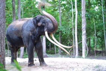 ศรีลังกาขู่ฟ้องไทย  หากรับ2ช้างพลายกลับประเทศ  ‘พลายศักดิ์สุรินทร์’เริ่มรู้คำสั่ง
