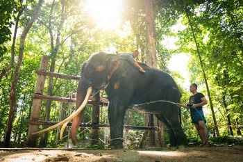 เผยผลตรวจโรค  ‘พลายศักดิ์สุรินทร์’ผ่านฉลุย  พบก้อน 10 ซม.ที่สะโพก 5 จุด