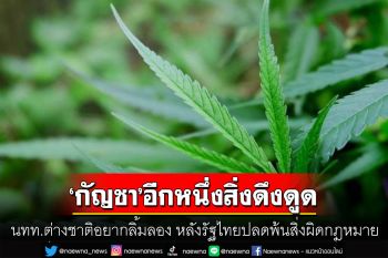 สื่อนอกเผย‘กัญชา’ อีกหนึ่งสิ่งดึงดูด นทท.ต่างชาติอยากลิ้มลอง หลังรัฐไทยปลดพ้นสิ่งผิดกฎหมาย
