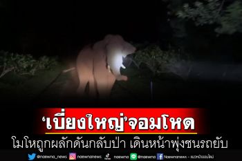 ผวา! \'เจ้าเบี่ยงใหญ่\'ช้างป่าเขาใหญ่ขาโหดถูกผลักดันเข้าป่า โมโหเดินหน้าบุกพุ่งชนรถพัง