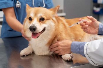 ทำความรู้จักเชื้อแบคทีเรีย‘Capnocytophagacanimorsus’  น้ำลายสุนัข หากถูกเลียแล้วทำให้เสียชีวิตได้จริงหรือ?