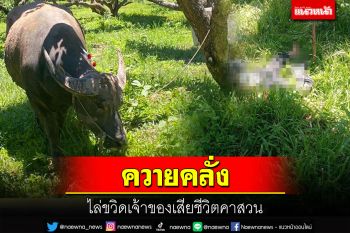 ควายคลั่งไล่ขวิดเจ้าของดับคาสวน คาดอากาศร้อนอบอ้าวทำให้ควายหงุดหงิดหิวน้ำ