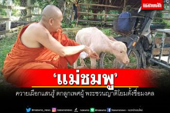 \'แม่ชมพู\'ควายเผือกแสนรู้ ตกลูกเพศผู้ พระชวนญาติโยมตั้งชื่อมงคล