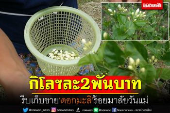 รีบเก็บขาย! \'ดอกมะลิ\'ร้อยมาลัยวันแม่ ราคาพุ่งกก.ละ2พันบาท