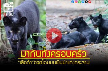(คลิป) มาทั้งครอบครัว! \'เสือดำ\'อวดโฉมบนผืนป่าแก่งกระจาน