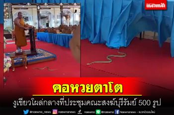 คอหวยเชื่อมาให้โชค! งูเลื้อยเข้าศาลาวัดซุกใต้ฐานโพเดี้ยมกลางที่ประชุมสงฆ์ 500 รูป