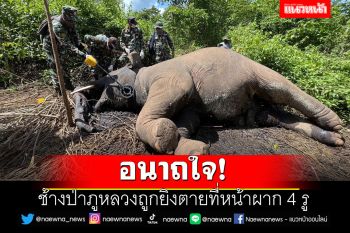 อนาถใจ! ช้างป่าภูหลวงถูกยิงตายที่หน้าผาก 4 รู หลังหากินบนพื้นที่ของชาวบ้าน