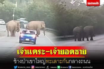 \'เจ้าแคระ-เจ้ายอดชาย\' ช้างป่าเขาใหญ่ทะเลาะกันกลางถนน รถยนต์ถอยหนีตั้งหลัก