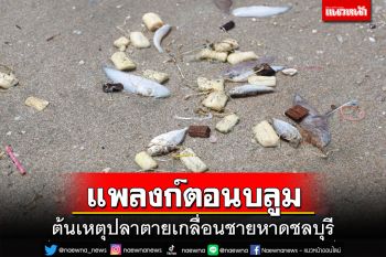 นักวิชาการทช.2 ชลบุรี ยันเหตุปลาตายเกลื่อนชายหาด ไม่เกี่ยวคราบน้ำมันในทะเล