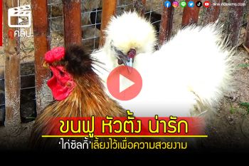 (คลิป) \'ไก่ซิลกี้\'เลี้ยงไว้เพื่อความสวยงาม ไม่นิยมรับประทาน เด็กๆชอบเพราะน่ารัก