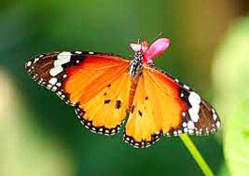 วิทยาศาสตร์ สำหรับเยาวชน : ผีเสื้อ Butterfly