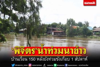 \'พิจิตร\' แม่น้ำยมล้นท่วมนาข้าว บ้านเรือนกว่า 150 หลังยังอ่วม