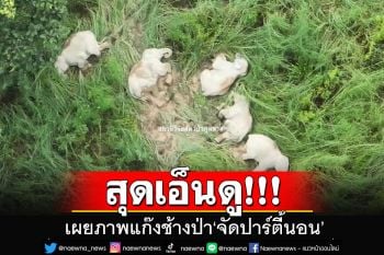 เรื่องเล่าจากภูหลวง!! โซเซียลสุดเอ็นดู\'แก๊งช้างป่า\'จัด\'ปาร์ตี้นอน\'ฉลอง