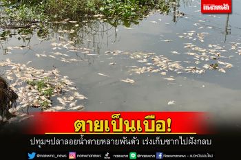 ตายเป็นเบือ! ปลาลอยน้ำตายหลายพันตัว เร่งเก็บซากไปฝังกลบ